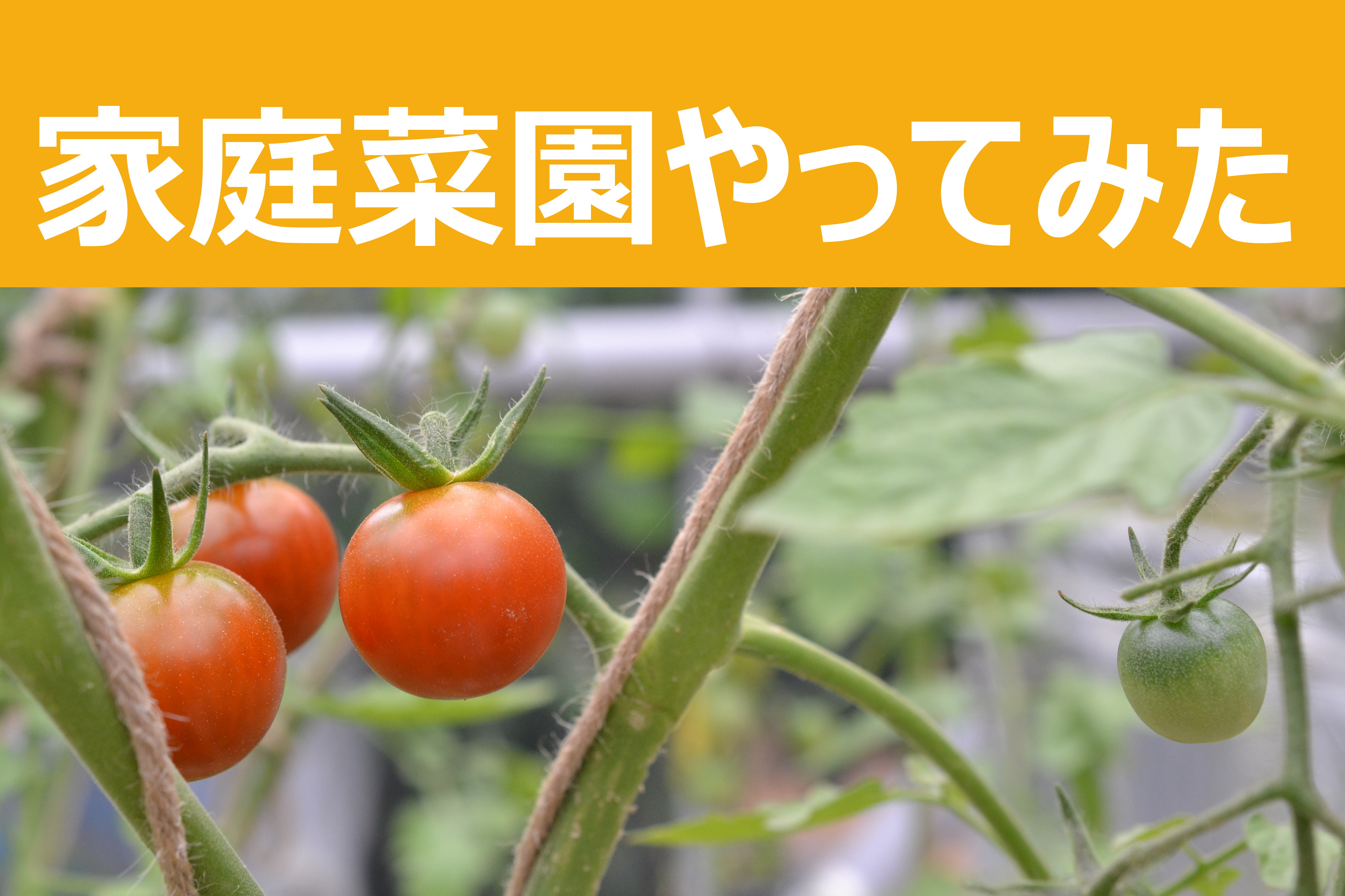 プチトマトを水耕栽培で作っています